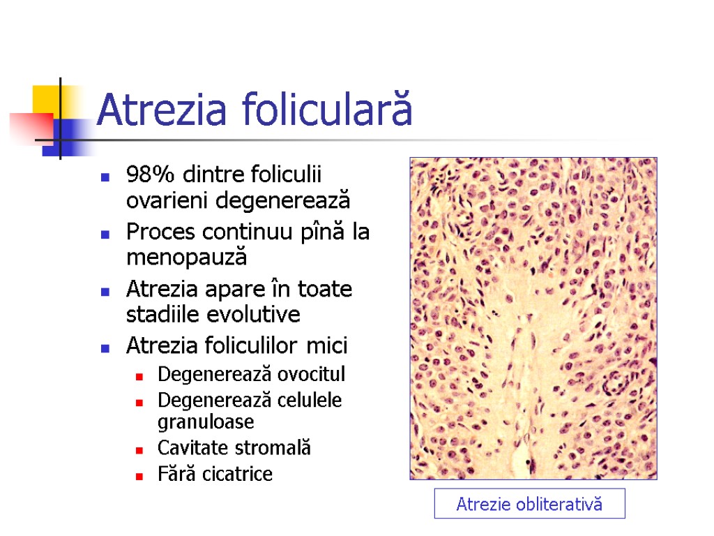 Atrezia foliculară 98% dintre foliculii ovarieni degenerează Proces continuu pînă la menopauză Atrezia apare